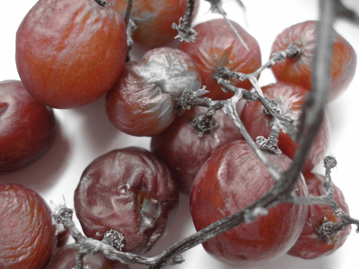 sour grapes 2