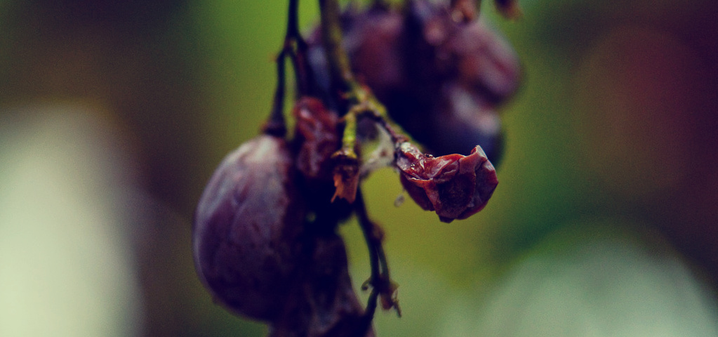 Kto už len túži po trpkom&nbsp;hrozne?